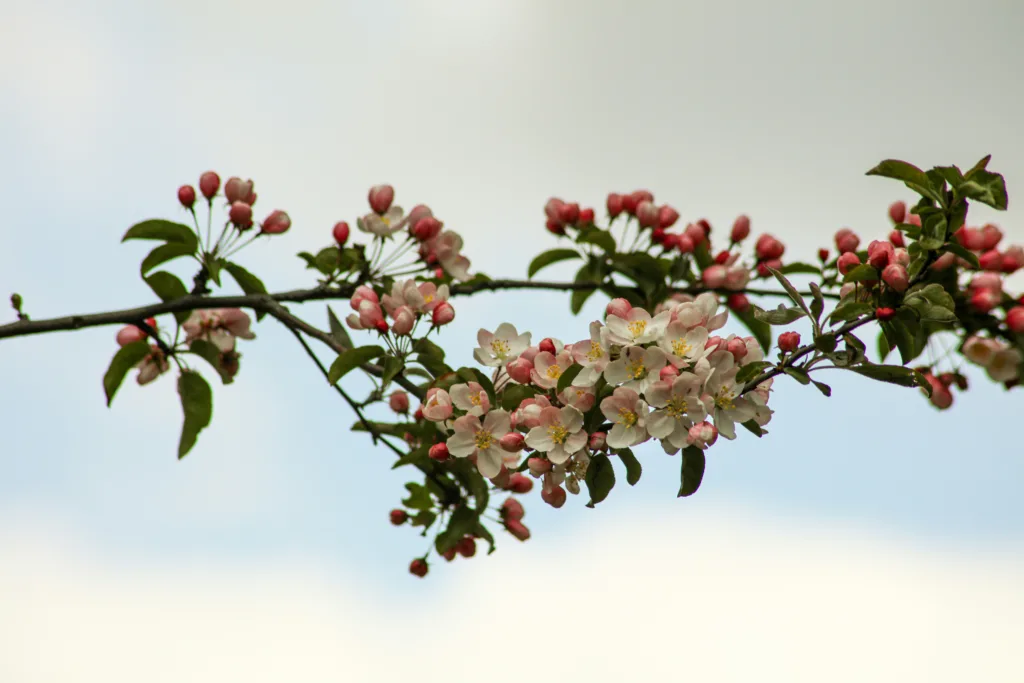 ฤดูกาลในประเทศอังกฤษ Spring